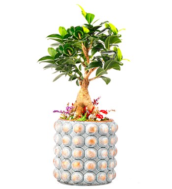 Sweet Candy Serisi Ficus Ginseng Bonsai Tasarım
