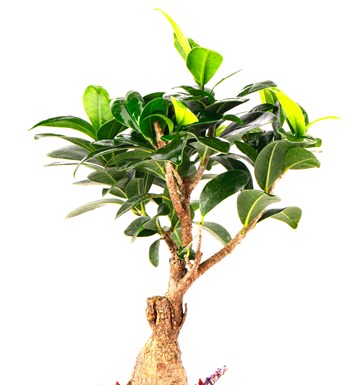 Sweet Candy Serisi Ficus Ginseng Bonsai Tasarım görsel 2