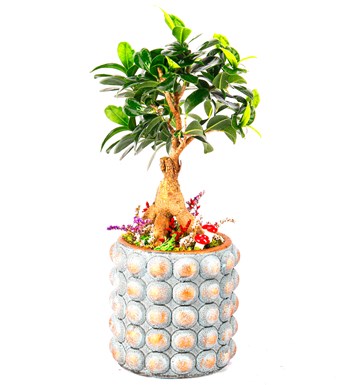 Sweet Candy Serisi Ficus Ginseng Bonsai Tasarım görsel 3