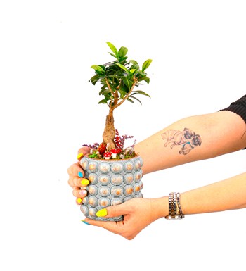 Sweet Candy Serisi Ficus Ginseng Bonsai Tasarım görsel 4