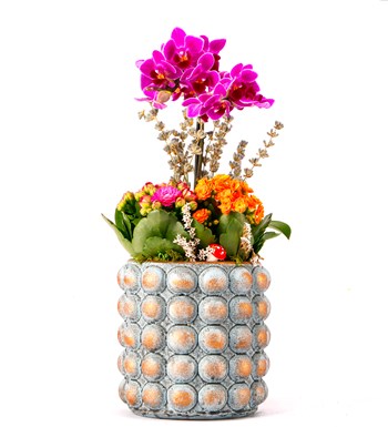 Sweet Candy Serisi Mini Mor Orkide ve Kalanchoe Tasarım görsel 2