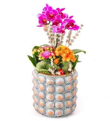 Sweet Candy Serisi Mini Mor Orkide ve Kalanchoe Tasarım görsel 3