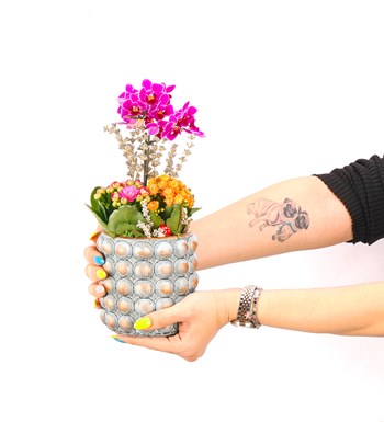 Sweet Candy Serisi Mini Mor Orkide ve Kalanchoe Tasarım görsel 4