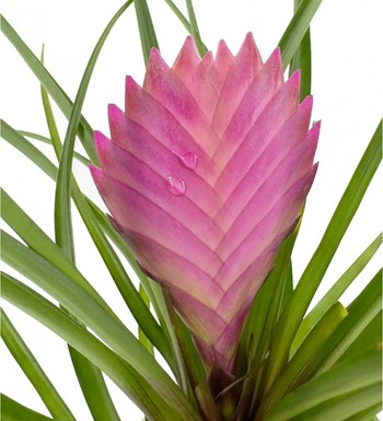 Tillandsia Cyanea - Hava Bitkisi Sweet Lily görsel 2
