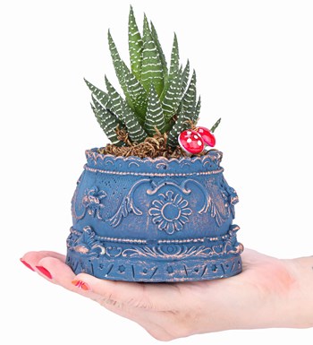 Trevi Barok Serisi Haworthia Tasarım görsel 2