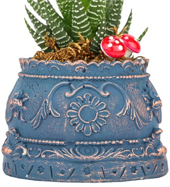 Trevi Barok Serisi Haworthia Tasarım görsel 3