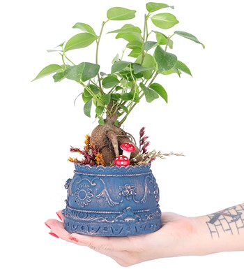 Trevi Barok Serisi Mini Ficus Ginseng Bonsai Tasarım görsel 2