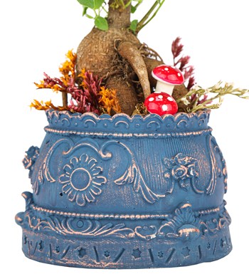 Trevi Barok Serisi Mini Ficus Ginseng Bonsai Tasarım görsel 3