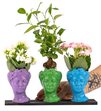 Trio Mini Helen Ficus Ginseng Bonsai ve Kalanchoe Tasarım / Lila - Açık Yeşil - Turkuaz Colors görsel 2