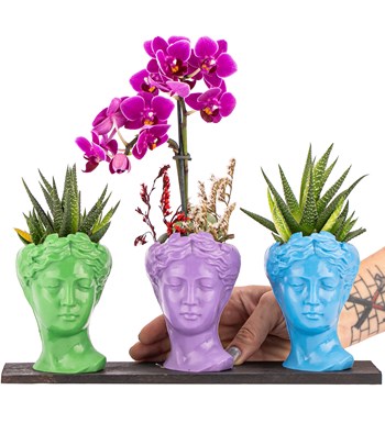 Trio Mini Helen Haworthia ve Tek Dal Orkide Tasarım / Açık Yeşil - Lila - Turkuaz Colors görsel 2