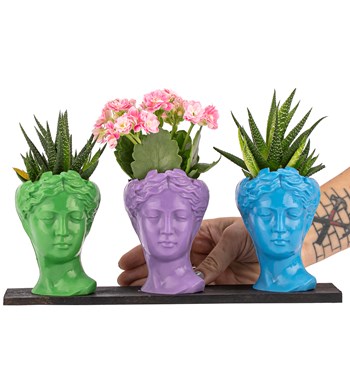 Trio Mini Helen Kalanchoe ve Haworthia Tasarım / Açık Yeşil - Lila - Turkuaz Colors görsel 2