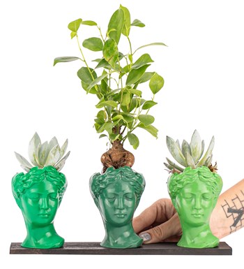 Trio Mini Helen Serisi Ficus Ginseng Bonsai ve Echeveria Tasarım - Green Colors görsel 2