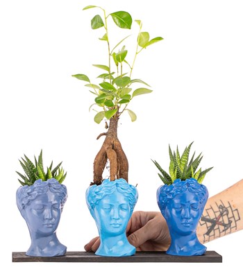 Trio Mini Helen Serisi Ficus Ginseng Bonsai ve Haworthia Tasarım - Blue Colors görsel 2