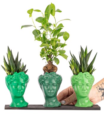 Trio Mini Helen Serisi Ficus Ginseng Bonsai ve Haworthia Tasarım - Green Colors görsel 2