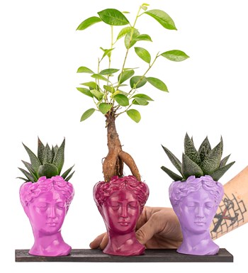 Trio Mini Helen Serisi Ficus Ginseng Bonsai ve Haworthia Tasarım - Pink Colors görsel 2