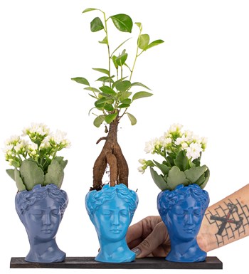 Trio Mini Helen Serisi Ficus Ginseng Bonsai ve Kalanchoe Tasarım - Blue Colors görsel 2