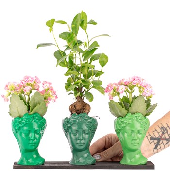 Trio Mini Helen Serisi Ficus Ginseng Bonsai ve Kalanchoe Tasarım - Green Colors görsel 2