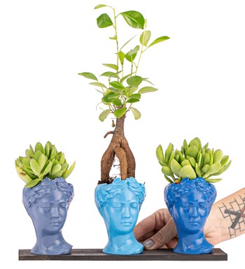 Trio Mini Helen Serisi Ficus Ginseng Bonsai ve Sukulent Tasarım -  Blue Colors görsel 2