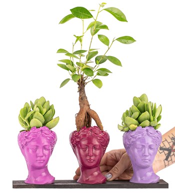 Trio Mini Helen Serisi Ficus Ginseng Bonsai ve Sukulent Tasarım - Pink Colors görsel 2