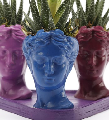 Trio Mini Helen Serisi Haworthia Tasarım - Mor Kaide görsel 2