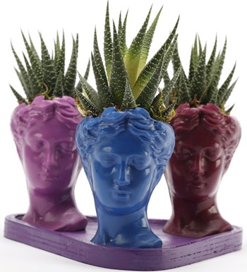 Trio Mini Helen Serisi Haworthia Tasarım - Mor Kaide görsel 3