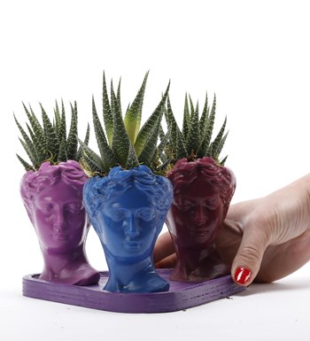 Trio Mini Helen Serisi Haworthia Tasarım - Mor Kaide görsel 4