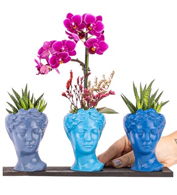 Trio Mini Helen Serisi Haworthia ve Tek Dal Orkide Tasarım - Blue Colors görsel 2