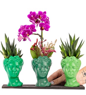 Trio Mini Helen Serisi Haworthia ve Tek Dal Orkide Tasarım - Green Colors görsel 2