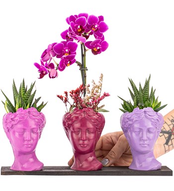 Trio Mini Helen Serisi Haworthia ve Tek Dal Orkide Tasarım - Pink Colors görsel 2