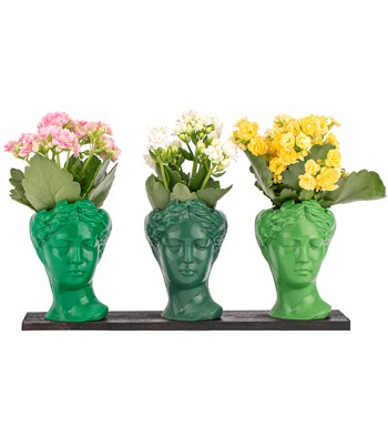 Trio Mini Helen Serisi Kalanchoe Tasarım - Green Colors