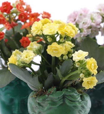 Trio Mini Helen Serisi Kalanchoe Tasarım - Pembe Kaide görsel 2