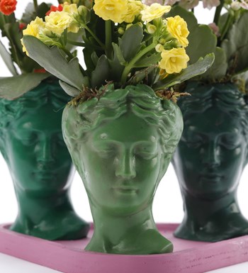 Trio Mini Helen Serisi Kalanchoe Tasarım - Pembe Kaide görsel 3