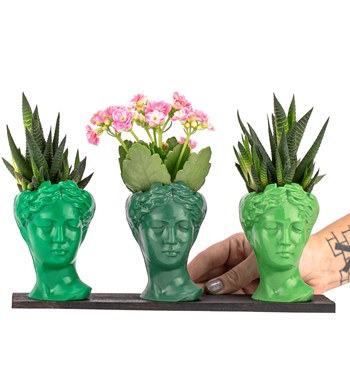 Trio Mini Helen Serisi Kalanchoe ve Haworthia Tasarım - Green Colors görsel 2