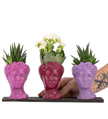 Trio Mini Helen Serisi Kalanchoe ve Haworthia Tasarım - Pink Colors görsel 2