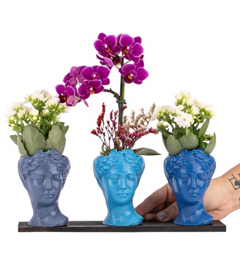 Trio Mini Helen Serisi Kalanchoe ve Tek Dal Orkide Tasarım - Blue Colors görsel 2