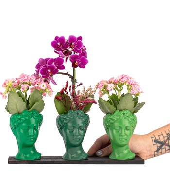 Trio Mini Helen Serisi Kalanchoe ve Tek Dal Orkide Tasarım - Green Colors görsel 2