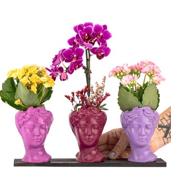Trio Mini Helen Serisi Kalanchoe ve Tek Dal Orkide Tasarım - Pink Colors görsel 2