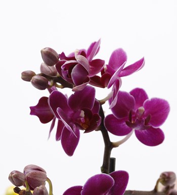 Trio Mini Helen Serisi Mini Orkide ve Kalanchoe Tasarım - Turkuaz Kaide görsel 4