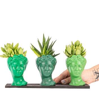 Trio Mini Helen Serisi Sukulent ve Haworthia Tasarım - Green Colors görsel 2