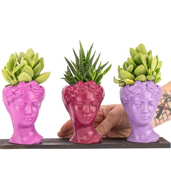 Trio Mini Helen Serisi Sukulent ve Haworthia Tasarım - Pink Colors görsel 2