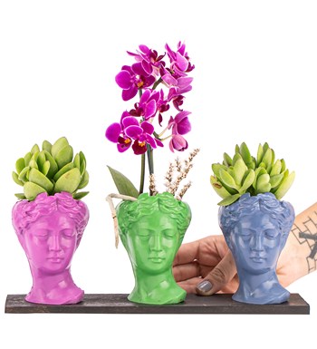 Trio Mini Helen Sukulent ve Tek Dal Orkide Tasarım / Fuşya - Açık Yeşil - Azur Mavi Colors görsel 2