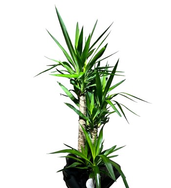 Yucca Bitkisi Çift Gövdeli görsel 3