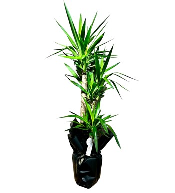 Yucca Bitkisi Çift Gövdeli görsel 4