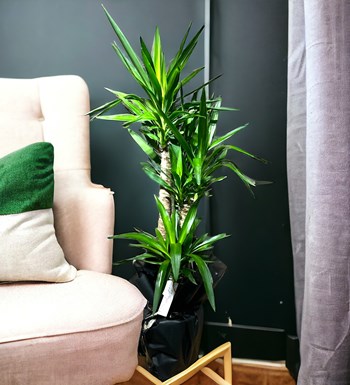 Yucca Bitkisi Çift Gövdeli görsel 5